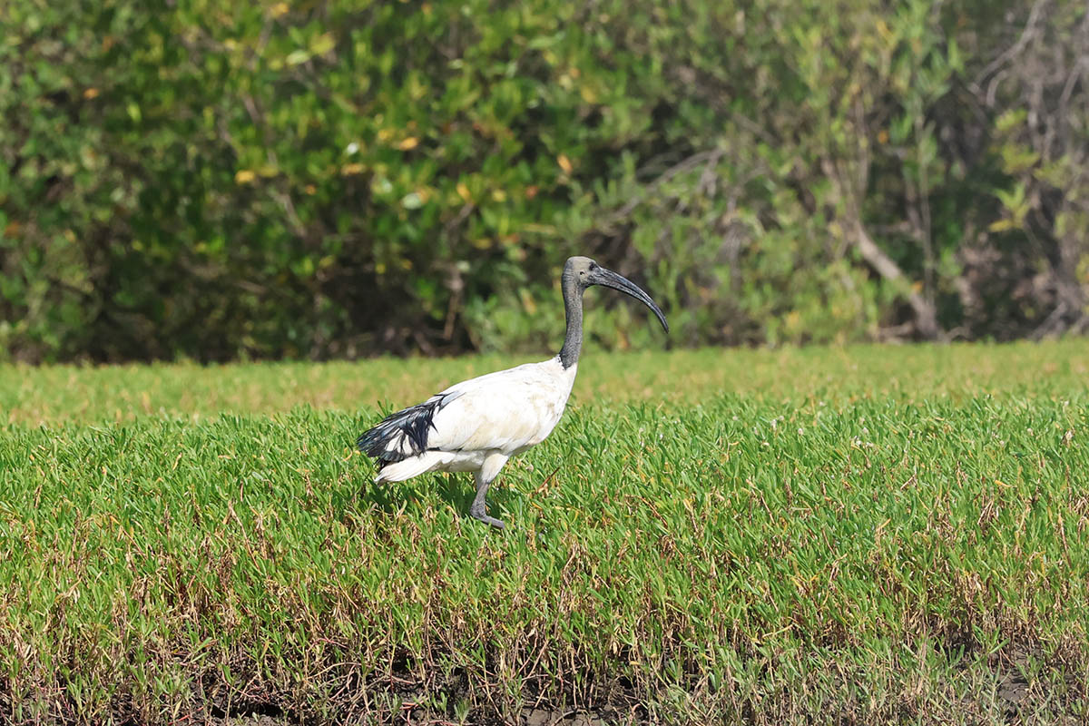 Sacred Ibis
